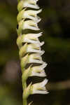 Florida lady's tresses